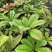 Rodgersia pinnata 'Superba'